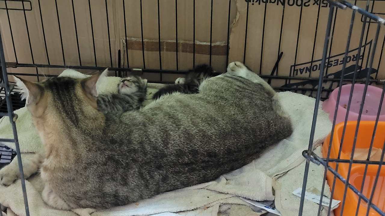 Sonstiges Limak Limra Hotel & Resort