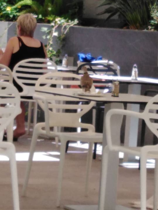 Gastro LABRANDA Marieta - Adults only