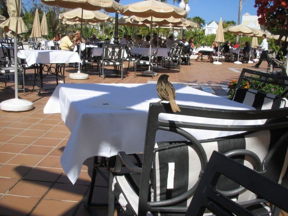 Frühstücksterrasse Hotel Riu Palace Meloneras