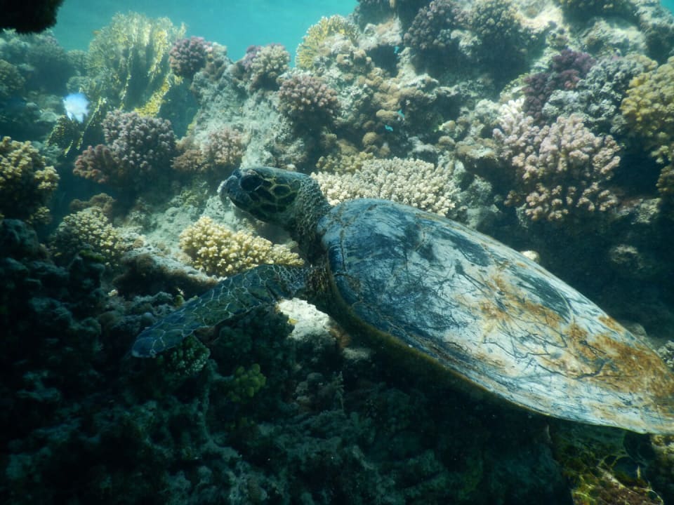 Strand Casa Mare Resort