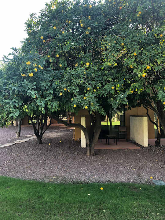 Gartenanlage Doubletree Hotel Tucson at Reid Park