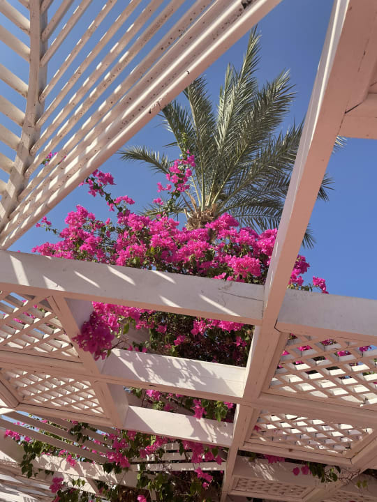 Gartenanlage Desert Rose