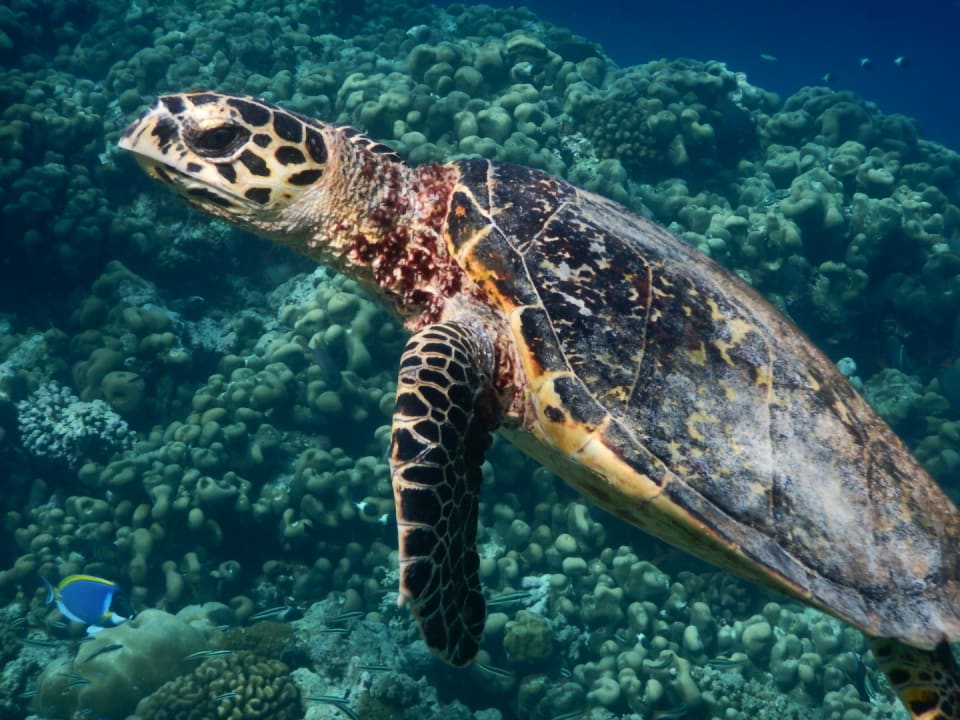 Sport & Freizeit NH Collection Maldives Reethi Resort