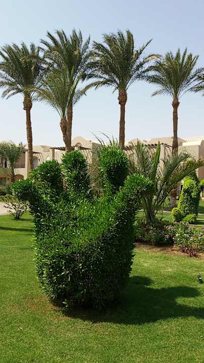 Gartenanlage Jaz Makadi Oasis Resort