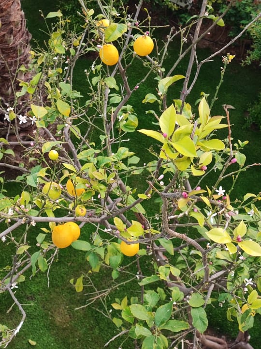 Gartenanlage Hotel Delphin Imperial