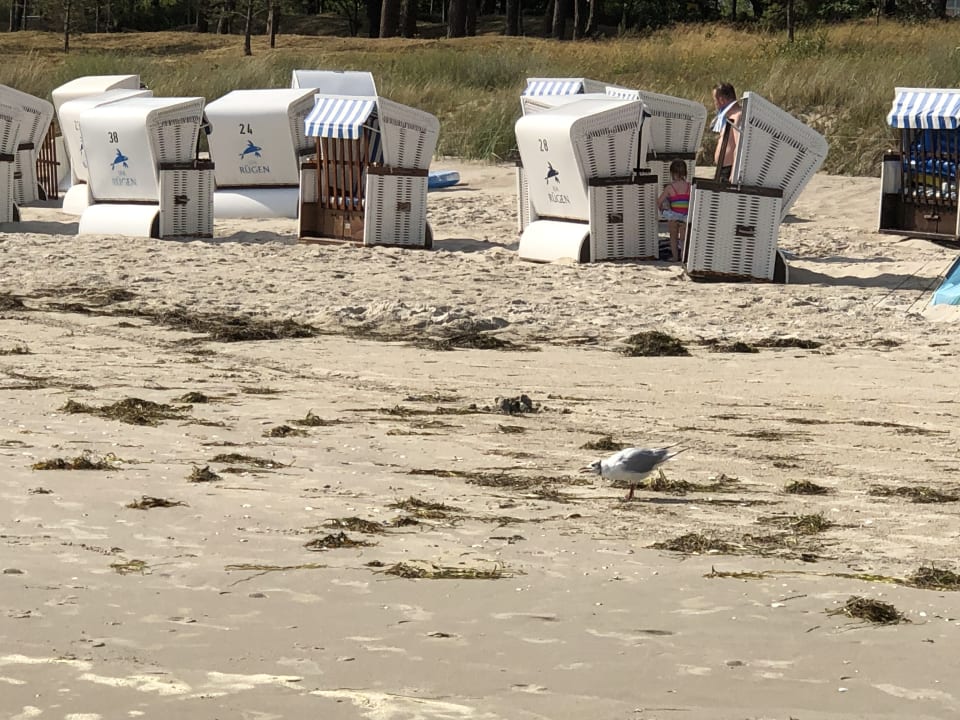 Strand IFA Rügen Hotel & Ferienpark
