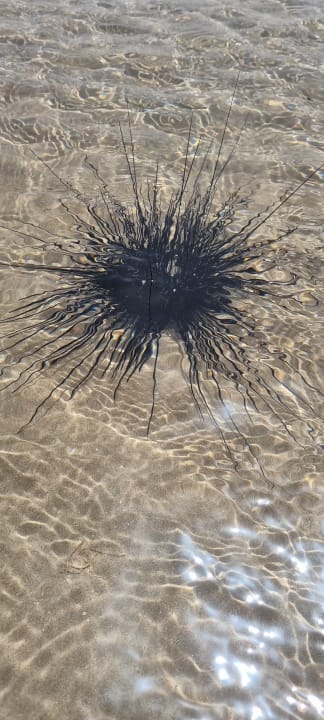 Sonstiges Pickalbatros Dana Beach Resort - Hurghada