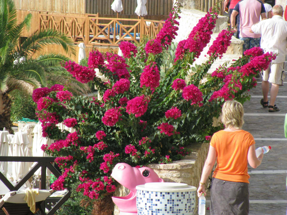 Bepflanzung Hotel Kalithea Horizon Royal