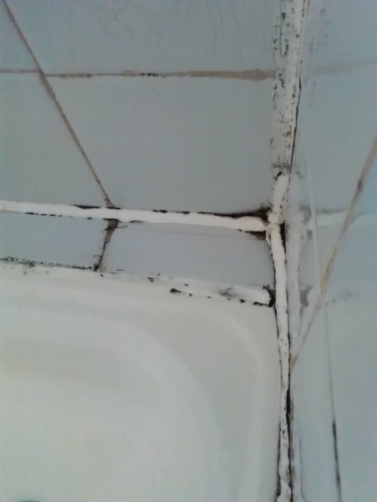 Kat brodzika Centrum Kongresów i Rekreacji Orle Gniazdo