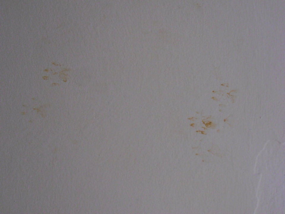 Katzenspuren an der Wand Hotel El Mouradi Skanes Beach