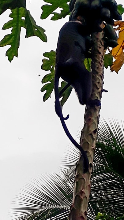 Gartenanlage Spice Island Hotel & Resort