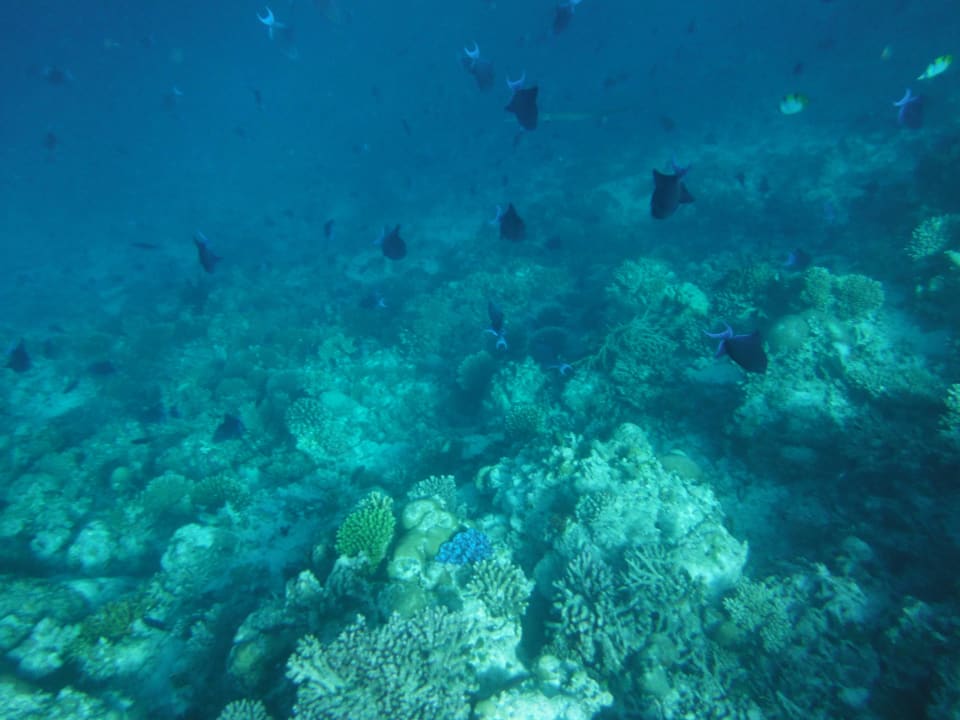 Hausriff Filitheyo Island Resort