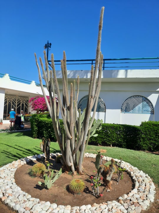 Gartenanlage Shams Safaga Resort