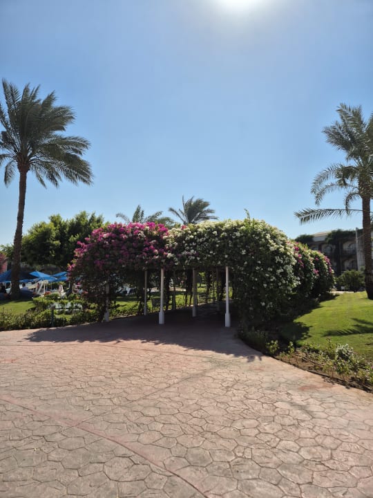 Gartenanlage Desert Rose