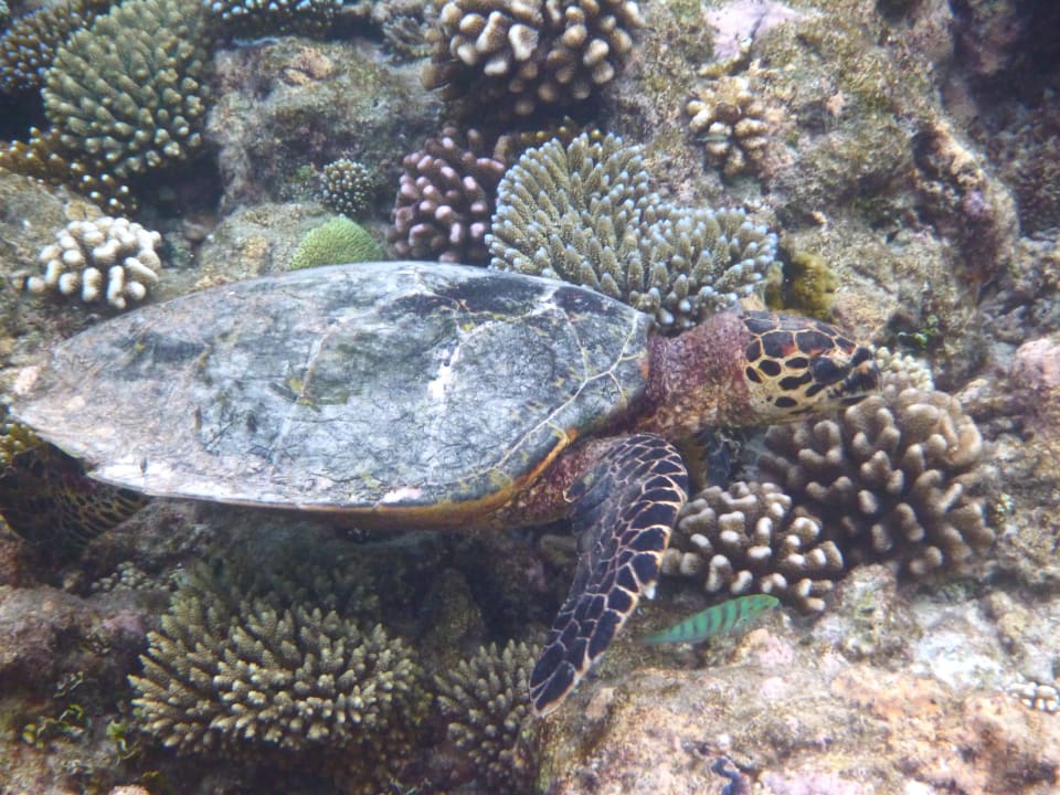 Turtle Diamonds Thudufushi