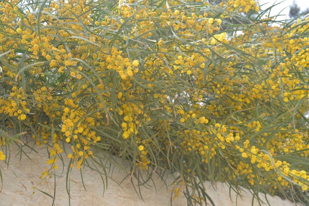 Территория Hotel El Kantaoui Center