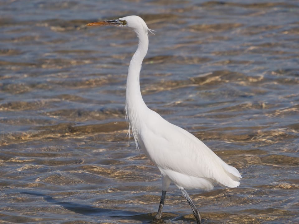 Strand Stella Beach Resort & Spa Makadi Bay