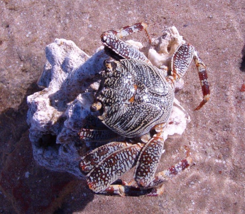 Strandleben Serenity Alpha Beach