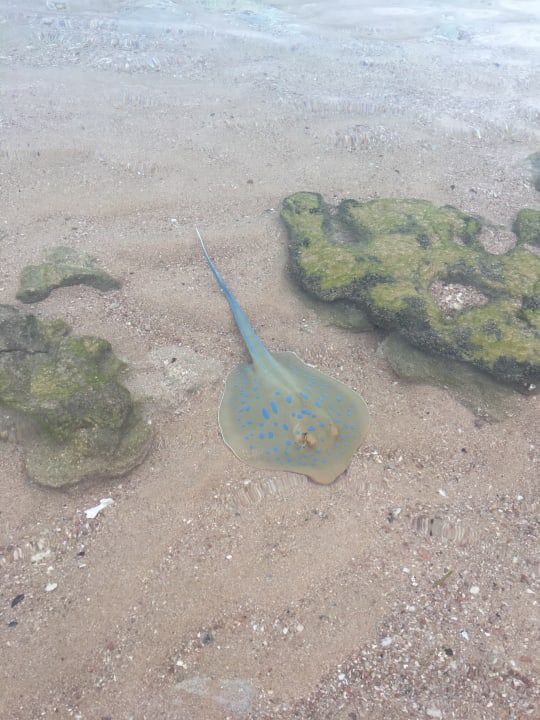 Strand Grand Waterworld Makadi & Family Star Makadi