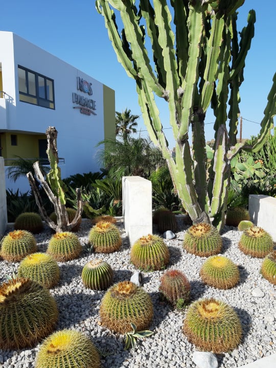 Gartenanlage Hotel Kos Palace