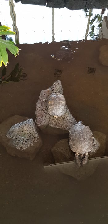 Lobby Hotel Grand Teguise Playa