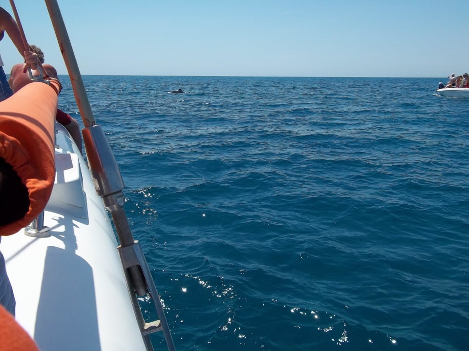 Delfine gesichtet Hotel El Mouradi Djerba Menzel