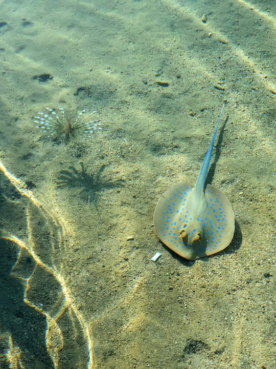 Strand Steigenberger Coraya Beach - Adults only