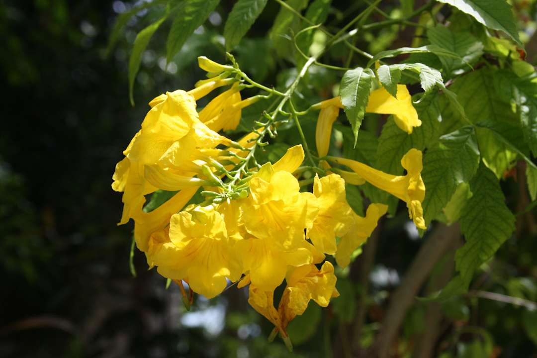 Die Flora von Kuramathi Kuramathi Maldives