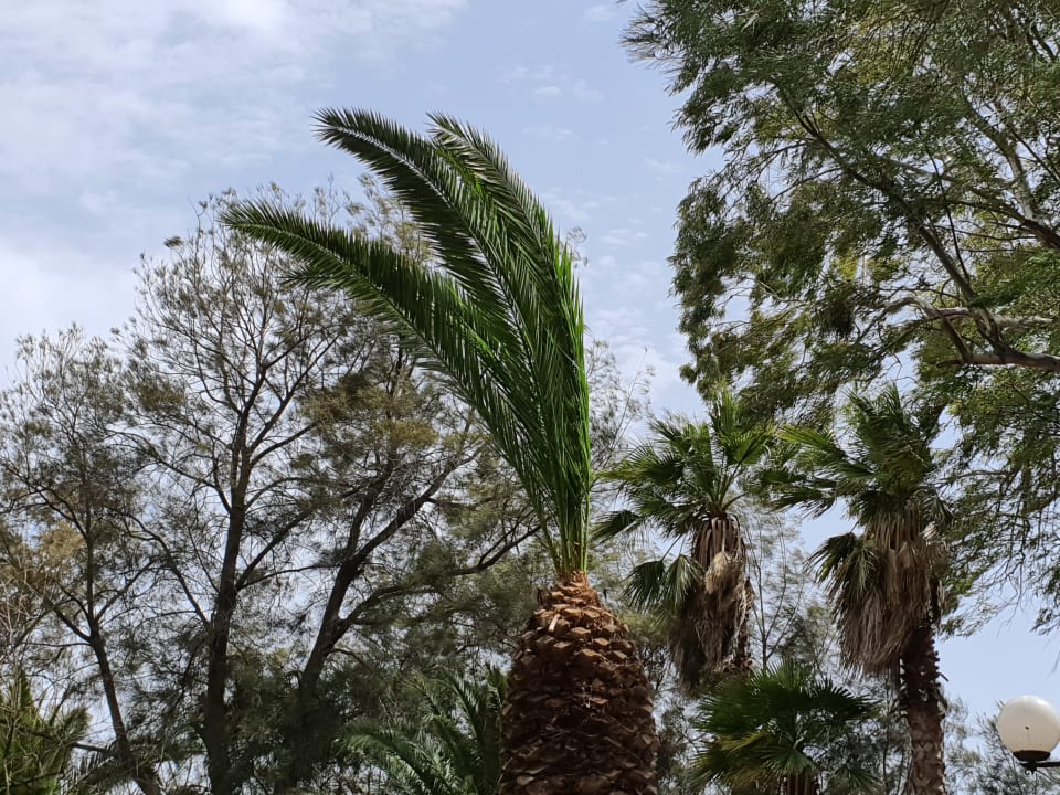 Gartenanlage Apollonia Beach Resort & Spa