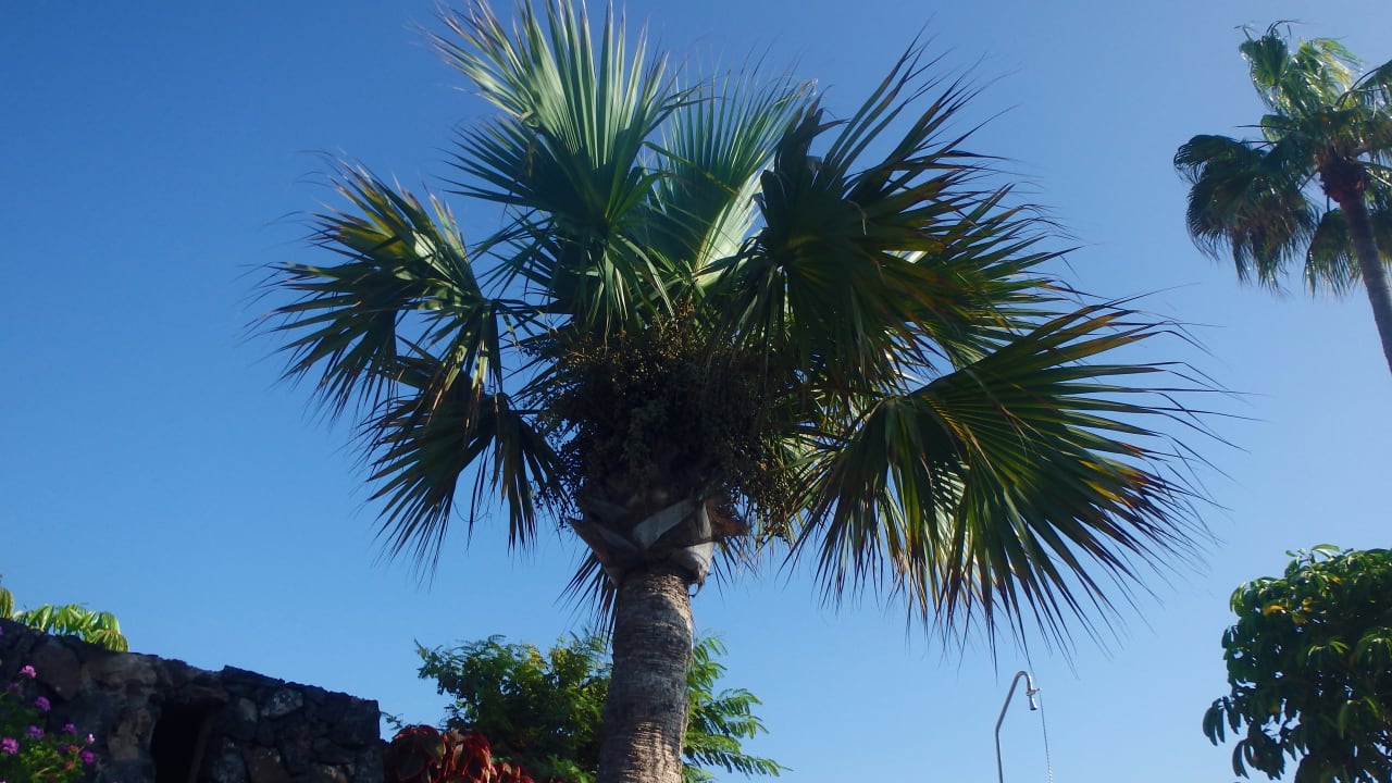Ausblick R2 Pajara Beach