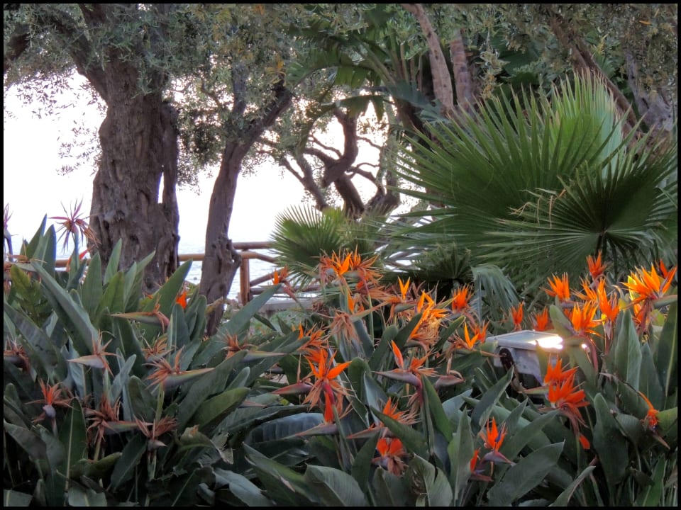 Gartenanlage Hotel Terme Royal Palm