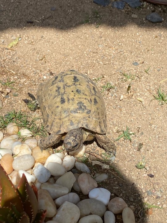 Sonstiges Steigenberger Coraya Beach - Adults only