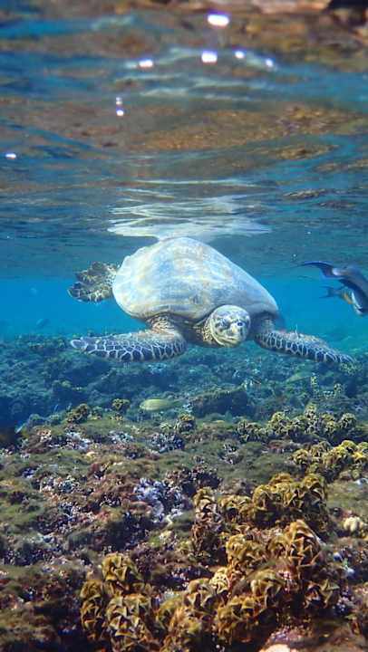 Sport & Freizeit Three Corners Equinox Beach Resort