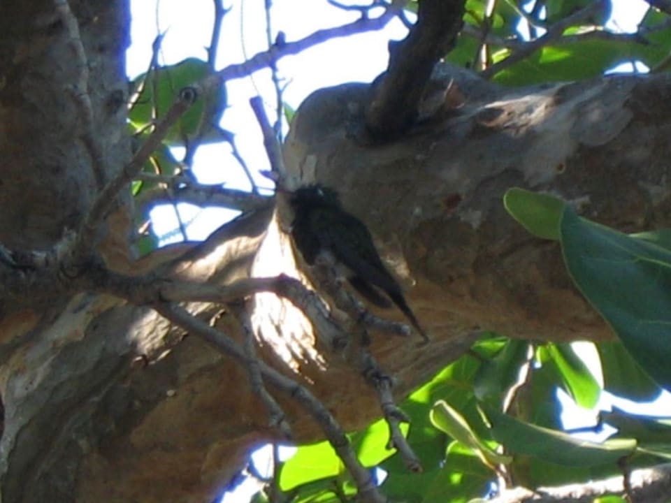 Kolibri Sol Hicacos Varadero