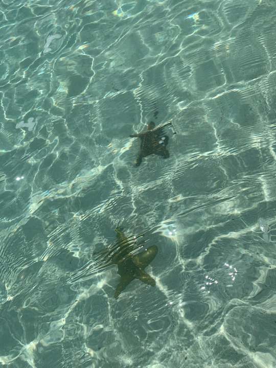 Strand Hotel Riu Palace Zanzibar