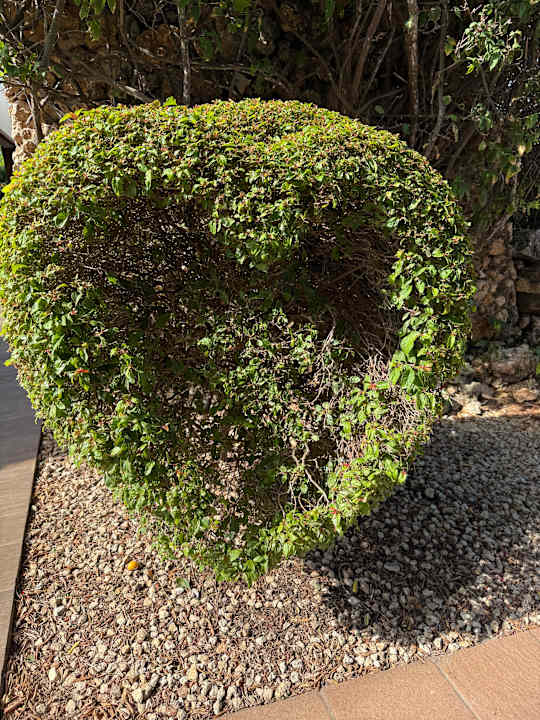 Gartenanlage Hotel Riu Palace Zanzibar