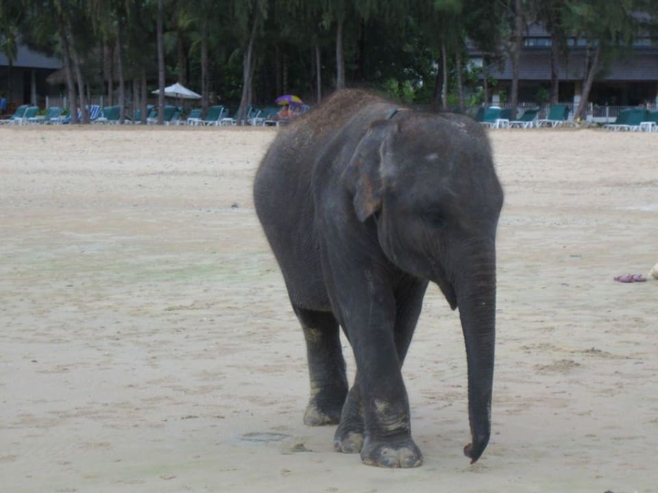 Das Elefantenbaby Dusit Thani Krabi Beach Resort