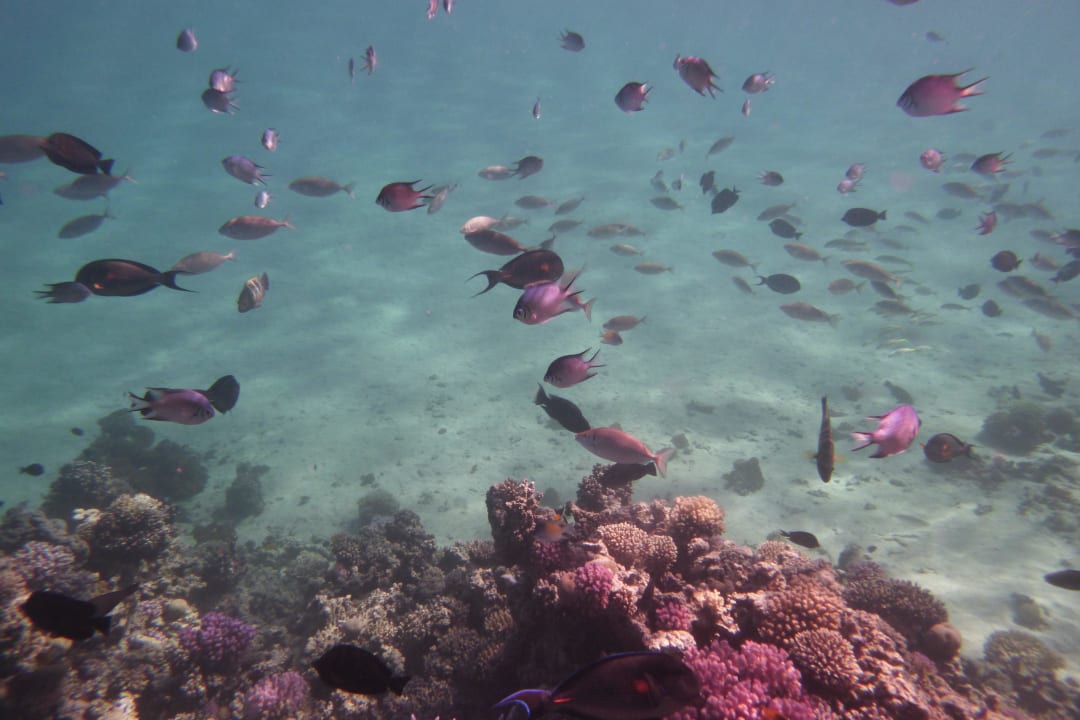 Beim Schnorcheln gesehen Cleopatra Luxury Resort Makadi Bay