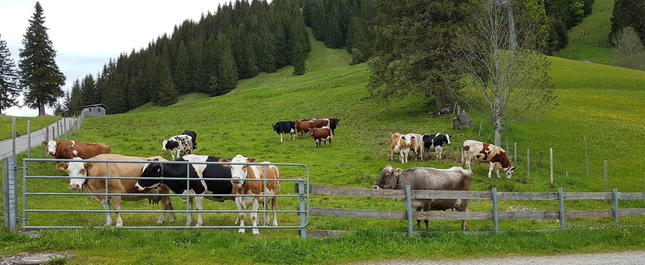 Sonstiges Jungbrunn - Der Gutzeitort