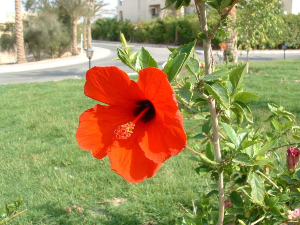 Blume Jaz Dar EL Madina