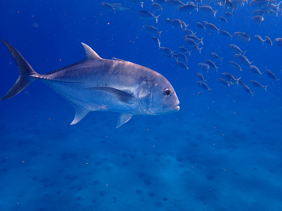 Sport & Freizeit Malikia Resort Abu Dabbab