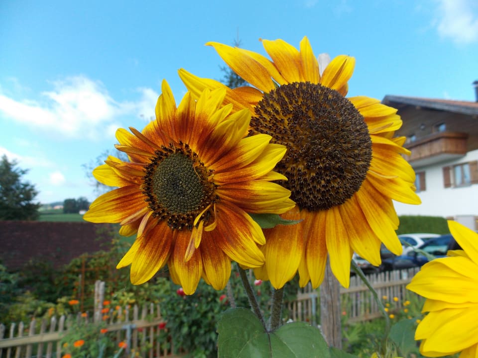 Sonstiges Ferienhof - Bauernhof Hefele