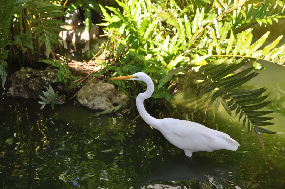 Grand Palladium Hotel Grand Palladium Select Bávaro Resort & Spa