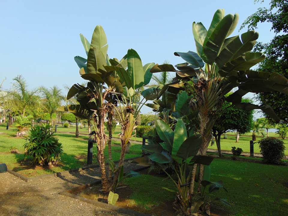 Gartenanlage Sofitel Malabo Sipopo Le Golf