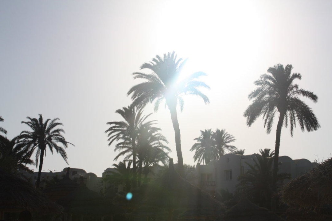 Palmen ohne Ende Hotel Eden Star