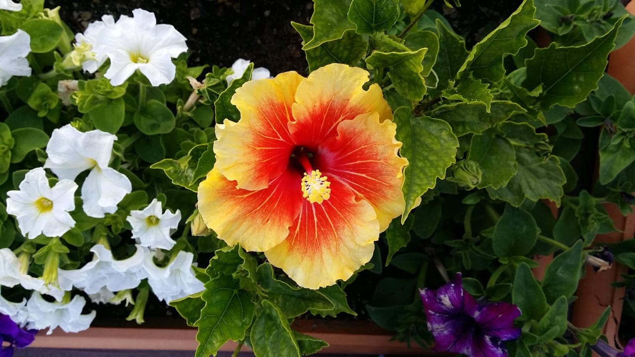 Blütenpracht Hotel Turan Prince