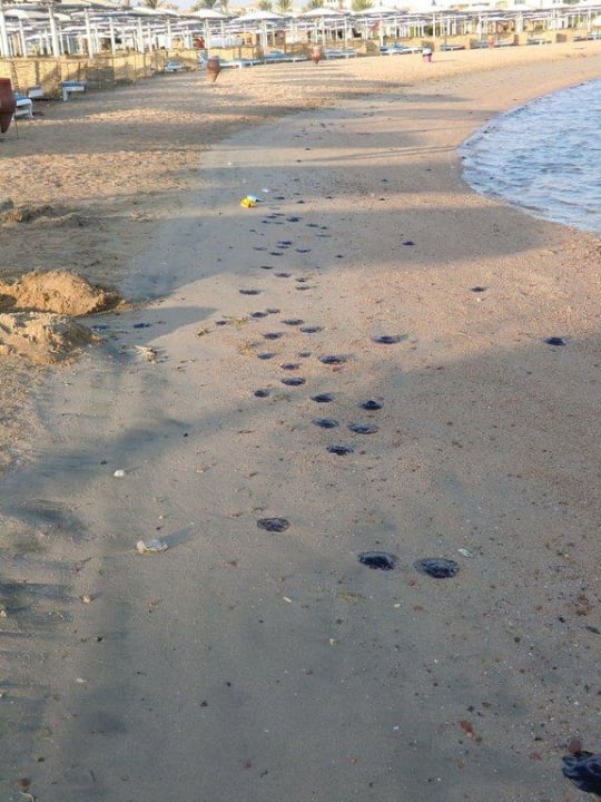 Quallen Pickalbatros Dana Beach Resort - Hurghada