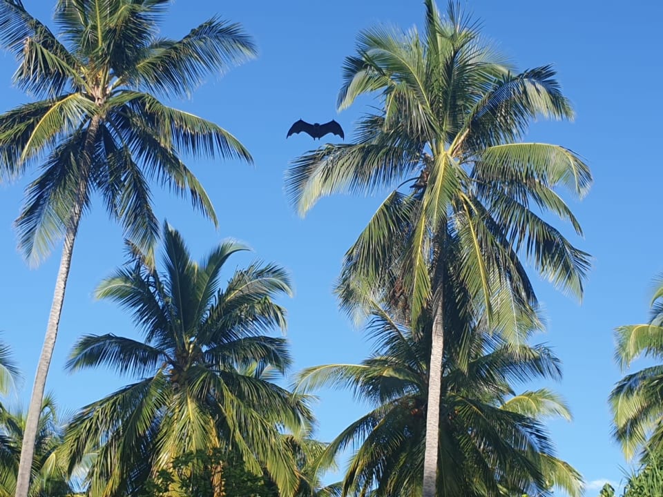 Ausblick Vakkaru Maldives