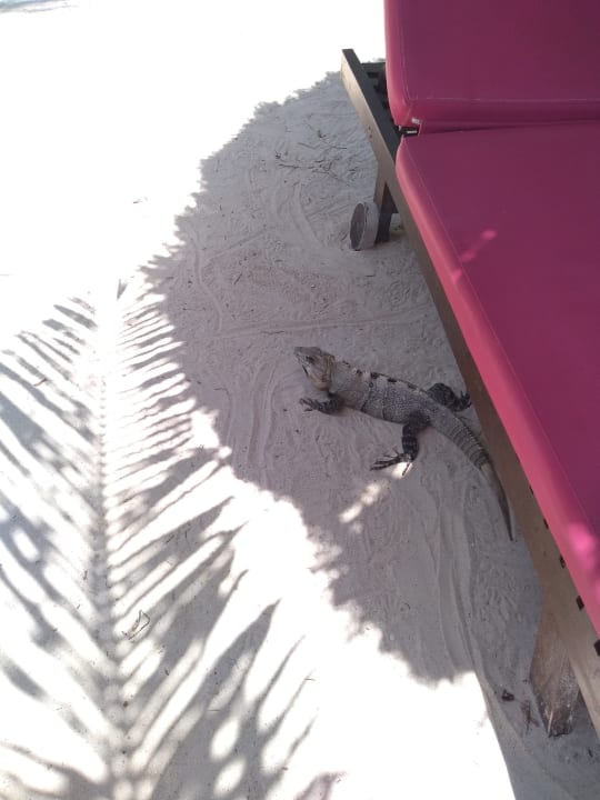 Sonstiges Hotel Villas Flamingos