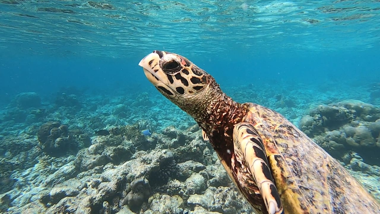 Sport & Freizeit NH Collection Maldives Reethi Resort